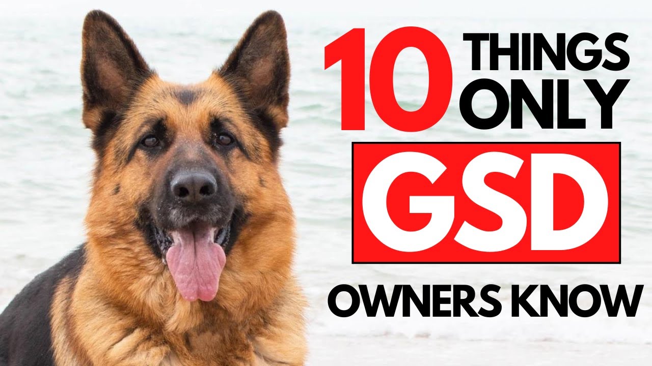 German Shepherds: 10 Things Only GSD Owners Understand