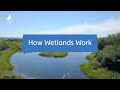 Understanding Wetlands
