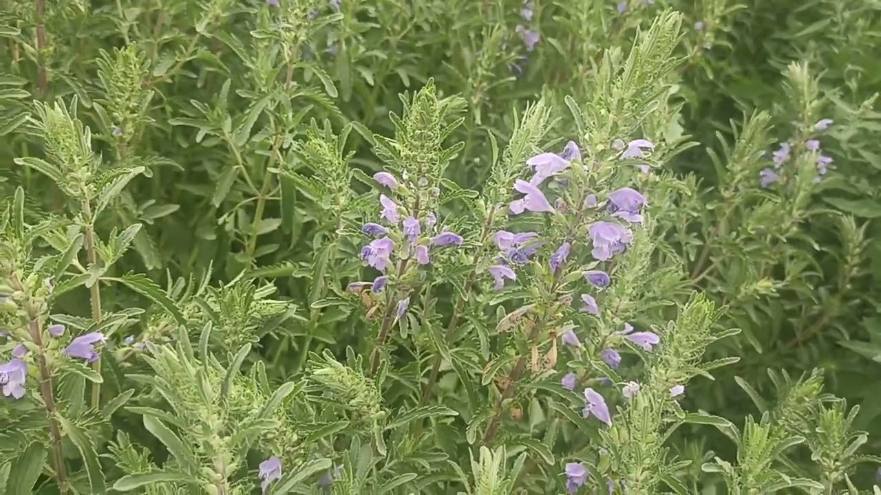 Змееголовник молдавский-лечим головную боль.