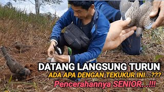 ADA APA DENGAN TEKUKUR INI,DATANG TURUN LANGSUNG NGEJAR DENGAN PENUH KEBISUAN