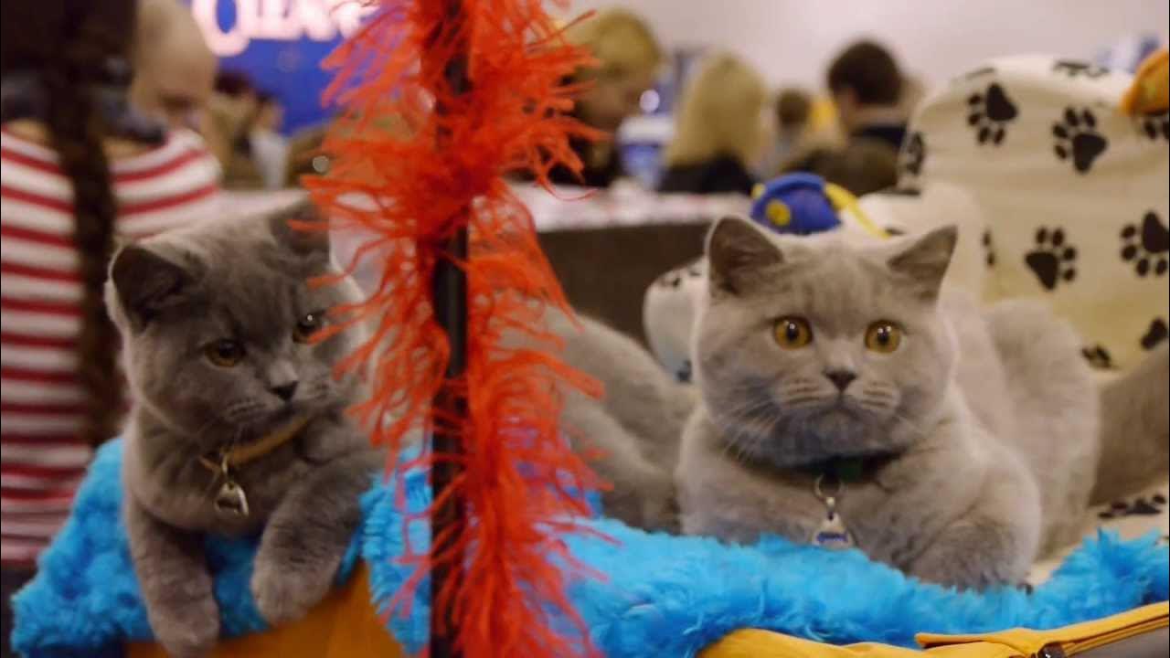 Выставка котят вднх 2025. Выставка кошек в тамбове. британская кошка выставка. выставка кошек курск. выставка кошек вднх.