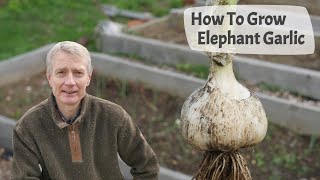 How To Grow Elephant Garlic  From Planting Cloves To Harvest, Including Month By Month Video Clips