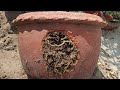 "step by step Citrus Repotting Guide(Beginner Friendly)/home gardening 