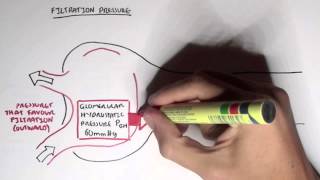 Nephrology - Glomerular Filtration