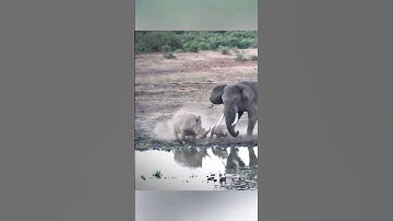 Elephant Vs Rhino - The Battle of Giants! ⚔️🐘🦏🌿