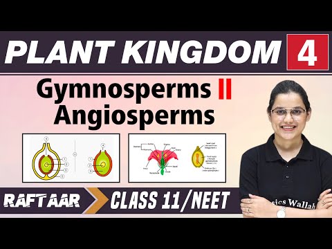 Plant and Kingdom