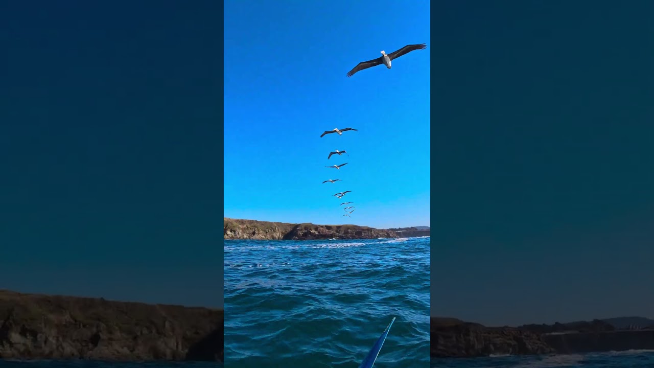 Pelican Fly By