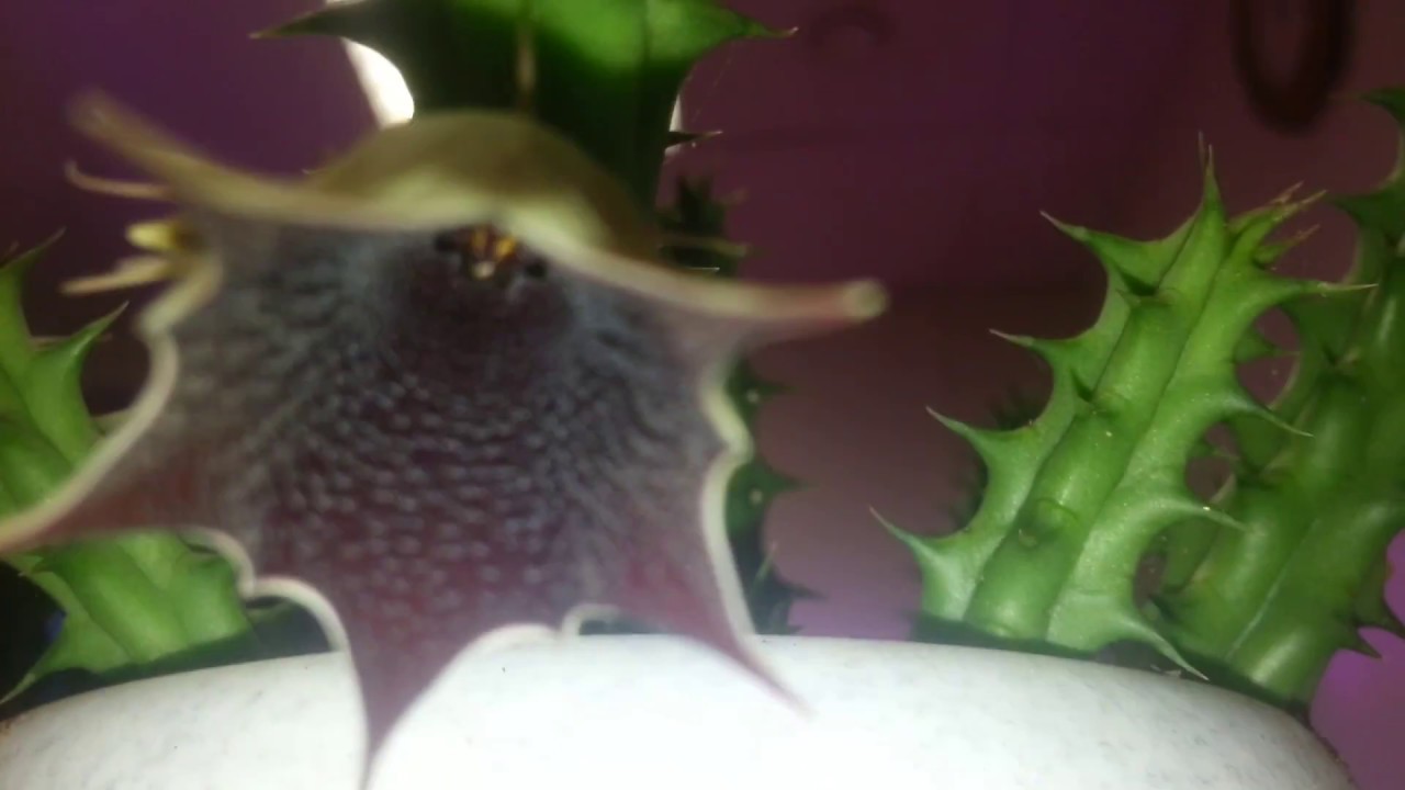 Цветение Гуэрнии. Huernia Aspera