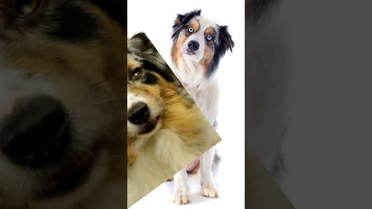 What Breed Am I? Dog Trivia Quiz