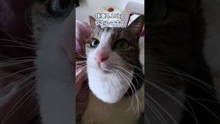 闘病生活1040日目ミュウちゃん14歳☆今日も元気に生きてるにゃん#cat#ねこ#腎臓病#猫動画#猫のいる暮らし