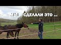 ПЕРЕЕХАЛИ В ДЕРЕВНЮ. ОДНИ В ЛЕСУ. ДОМ У РЕКИ. ВОЛГА В ЧУКАВИНО // House by the river. Recreation.