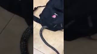 Scary Gif  , Must Watch