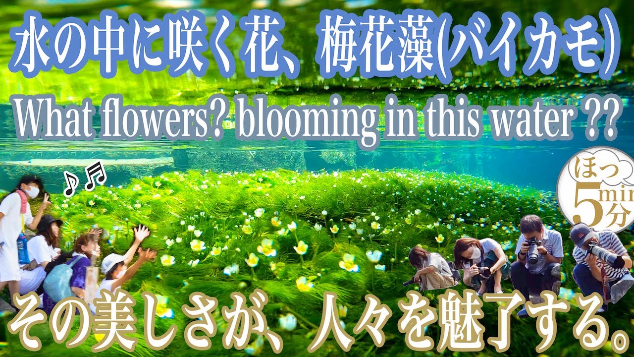 【 滋賀県 醒ケ井 梅花藻 】[ BAIKAMO-fiower ] SAMEGAI , SHIGA-ken , JAPAN