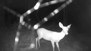 2019-10-27  The Elusive Albino Deer Caught on my Game Camera