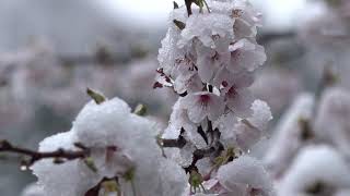 Snow Covered Cherry Blossoms 　　春の雪