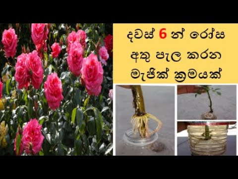 දවස් 6 න් රෝස අතු පැල කරන මැජික් ක්‍රමයක් - Rose cutting propergation