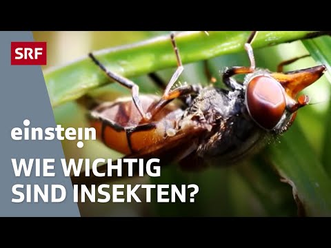 Video: Plectrantus, Insekten Abwehrend