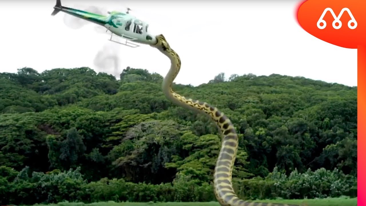 COBRA GIGANTE ATACANDO HELICÓPTERO, REAL OU FAKE? – MAIORES DO MUNDO | World's Largest Snakes