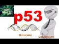 NEOPLASIA 4: p53 gene: The Guardian of the genome. functions, regulation and inactivation