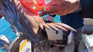 TRUE REACTION of FIRST HUGE LINGCOD!  20 Miles Out.