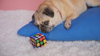 Pixel vs Pixel : Feature Drops screenshot 3