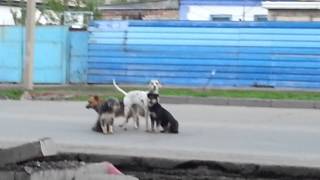 Brigada dog (Собачья бригада)