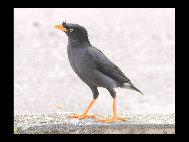 Download Suara Burung  Tiung  Mp3 Mp4 3gp Flv Download 