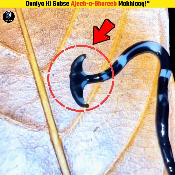 Superpower Creature of Allah | Fact Drop - YouTube