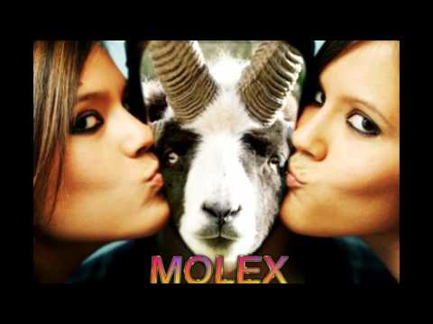 Molex Nogales Arizona