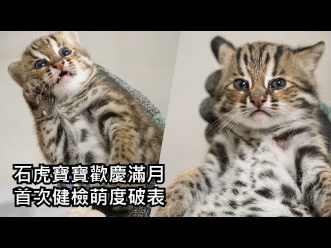 石虎寶寶歡慶滿月 首次健檢萌度破表