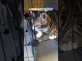 シェルターの風景。さとちゃんは初めてです😊2025/11/07