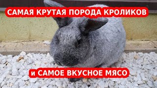 БСС Большое Светлое Серебро - 100% САМАЯ КРУТАЯ ПОРОДА КРОЛИКОВ