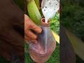 Harvesting fresh juice🌴🧃#coconutjuice #coconutwine #coconutwater #wine