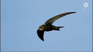 SP MJ BY GURU ANDI SUFAR ORIGINAL