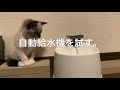 犬派が猫を飼う【#04】自動給水器を試す。