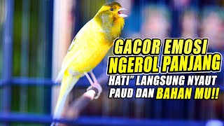 KENARI GACOR PANJANG EMOSI Cuit cuit ini COCOK untuk PANCINGAN KENARI PAUD dan BAHAN Cepat Gacor!