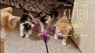 Whinnybank cat sanctuary Kitten update, Bundles of furry joy.
