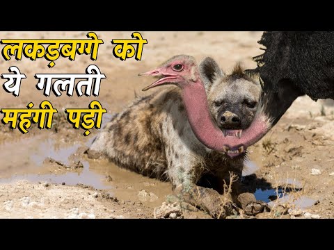 वीडियो: जंगली जानवर कितने अप्रत्याशित होते हैं?