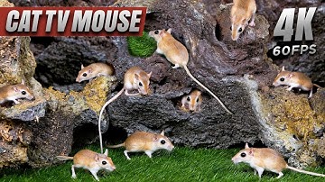 Cat TV Mouse: Real Mice in Rocky Mountain Maze – Holes, Hops & Hideouts – 8 Hours 4K Cat TV