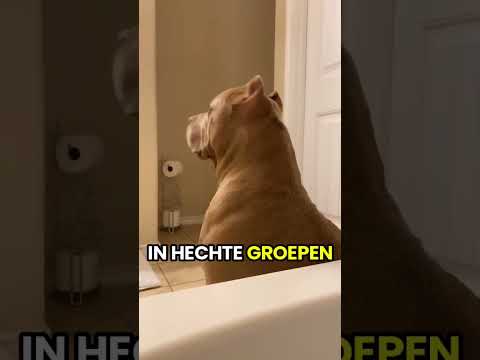 Video: Hoe geven honden puppy's geboorte?