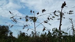 serangan burong punai bikin senam jantung#pulot#kalimantan