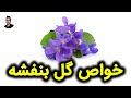 خواص گل بنفشه گل بنفشه برای چی خوبه