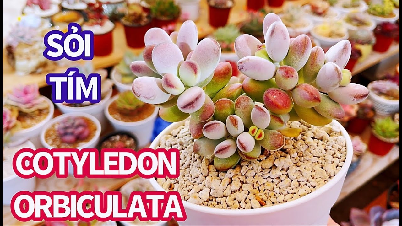 #407 TAKE CARE OF COTYLEDON ORBICULATA & PROPAGATION | CHĂM SÓC & NHÂN GIỐNG SEN ĐÁ SỎI TÍM