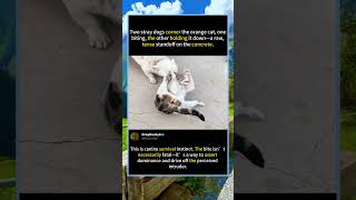 Cat vs. Two Dogs: The Most Tense Standoff!#foryou #fyp #animals #funny