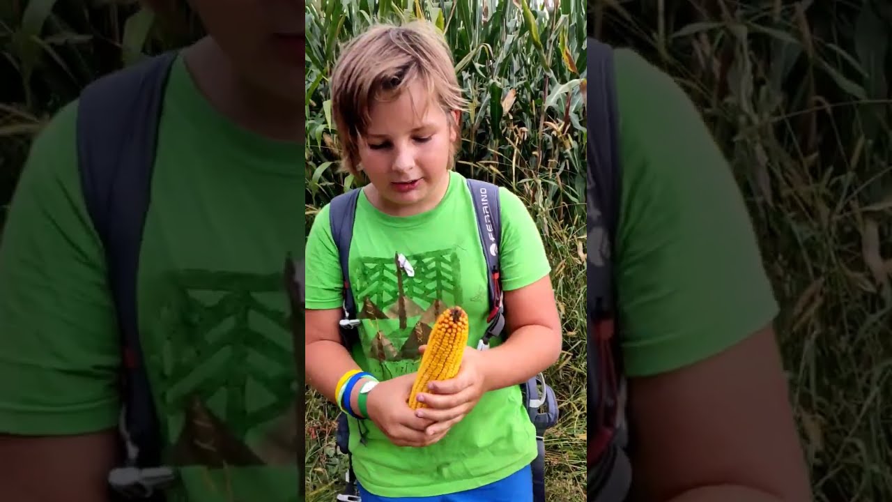 I LIKE CORN SONG!!🤣🌽
