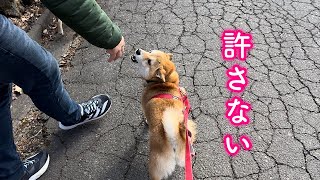 散歩中勝手にどこかに消えたパパに寂しさの余り怒ってしまう柴犬が可愛い