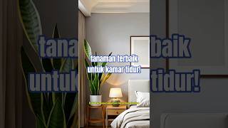 Fakta unik Lidah Mertua #fakta #lidahmertua