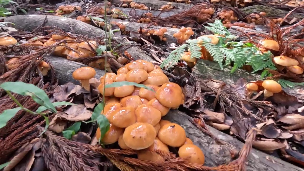 2025北信濃〜原木なめこ