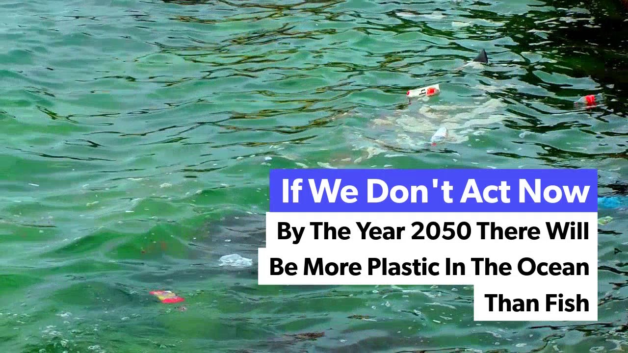 Save The Turtles - Reusable Straws Free