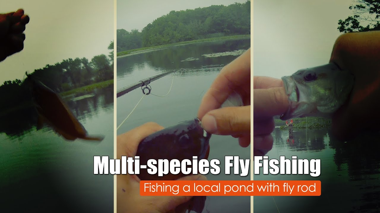 Multi-species Freshwater Fly Fishing at a local pond.